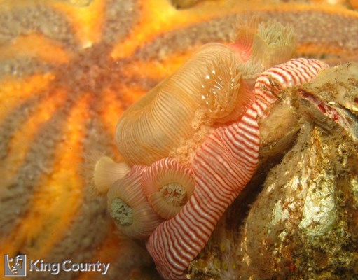 Photo of Epiactis prolifera